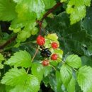 별무리 민박 이미지