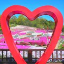 남강어탕 | 4월이면 산 전체가 핑크색… 경남 산청 생초조각공원 ‘꽃잔디’ 장관 예고