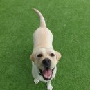 파파퍼피 DOG하우스 이미지