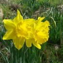 청산도봄 이미지