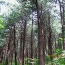 곰배령끝집 이미지