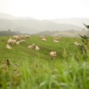 마음목장 이미지