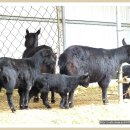 한뿔축산 이미지