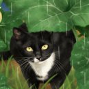 우산쓴고양이 이미지