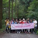 피톤치드 이미지