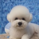 바비펫살롱 이미지