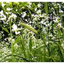 대산가축 이미지