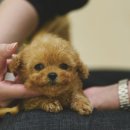 좋은동물병원(출장전문) 이미지