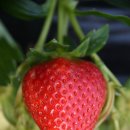 조안농장 이미지