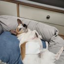 재홍농장 | 동물농장