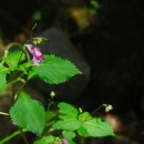 광나루민박 이미지