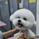 나래애견미용 네이버블로그