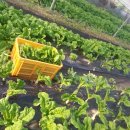 낙성농장 이미지