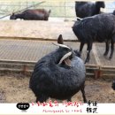 고부염소농장 네이버블로그