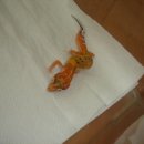 수퍼캐롯 이미지