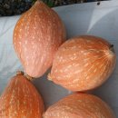 상리단호박 이미지