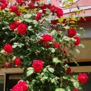 도도헤어샵 이미지