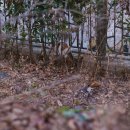 고양이동산 이미지