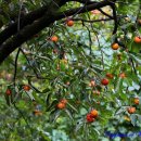 무릉도원자연펜션 이미지