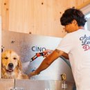 펫도그 애견스쿨 이미지