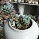 단지집 Daum카페