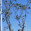 부네치아 선셋전망대 이미지