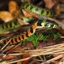 메이플약국 이미지