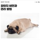 개님살롱 이미지