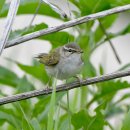 어청도의 되솔새(pale-legged willow warbler) 이미지