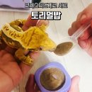 토리스토리 | 크레스티드게코 사료 토리멀밥 사용 후기