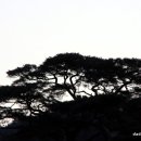 소나무 풍경 이미지