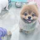 댕토피아 이미지