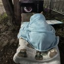 [입양홍보] 미모의 치즈 개냥이 까만 박스 하나에 의지해 길바닥에서 살아왔는데 그 집이 철거 당할 위험이에요.. 이미지