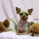 뽀송 이미지