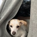 강두부 이미지