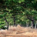 제252차12월 태안,바라길 (신두리사구) 트레킹안내 이미지