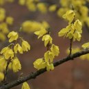 개나리공원1 이미지