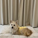 랄라민박 이미지