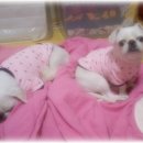 강아지와 나 이미지