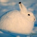 두마리토끼 이미지