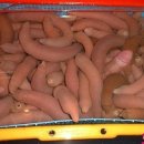 맛나지요 Daum카페