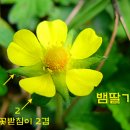 들풀 이미지