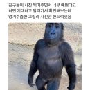 더글로우 후기 앤나 잠실 직관 3연전 도전하다 감기 걸린 사람의 글 😇