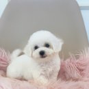 야옹아 멍멍해봐(신대점) 이미지