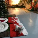 중부대로681번길 | [경기 용인 애견운동장] 멍스퀘어 대여 후기