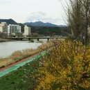 군수선거 이미지