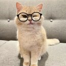우다다 이미지