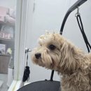 꽃보라개 이미지