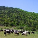 선두목장 이미지