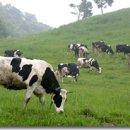 시선목장 이미지